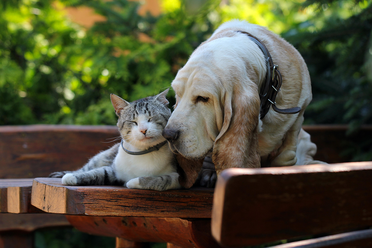 Basset-hound-dog-and-kitten-friends-