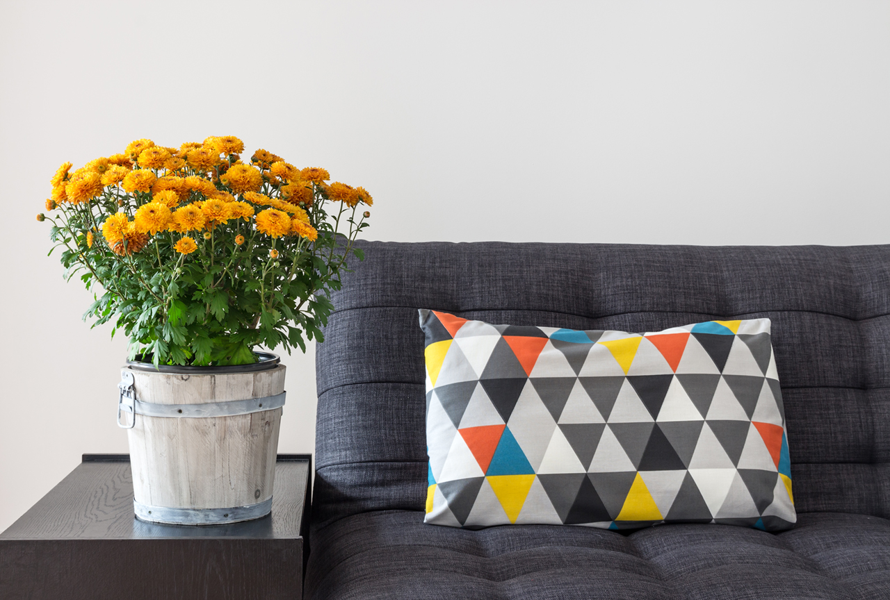 Orange-chrysanthemums-and-bright-cushion-on-a-sofa